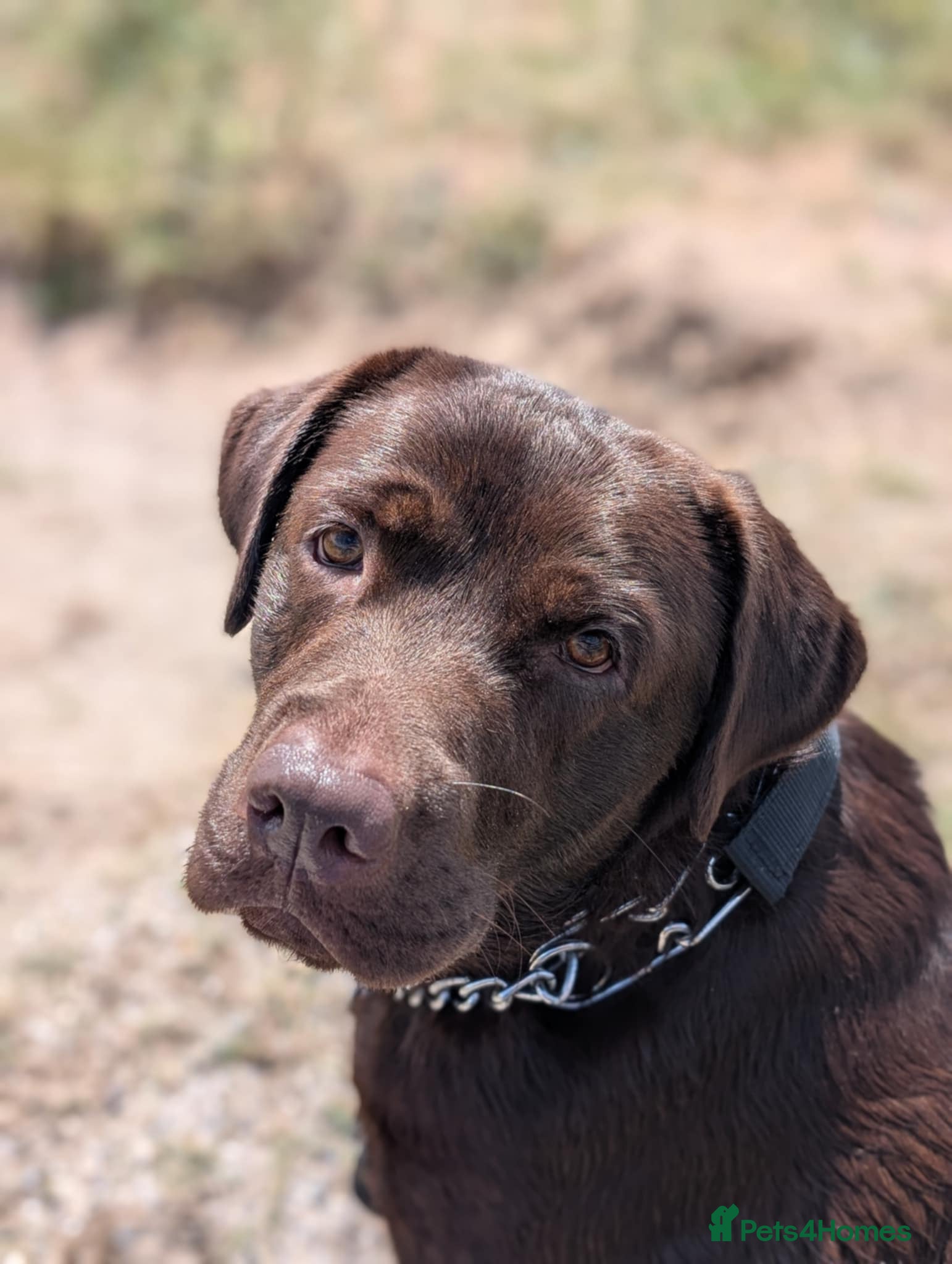 Labrador Retriever dogs black Labrador Retriever puppies  - Advert 14