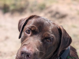 Labrador Retriever dogs black Labrador Retriever puppies - Advert 2