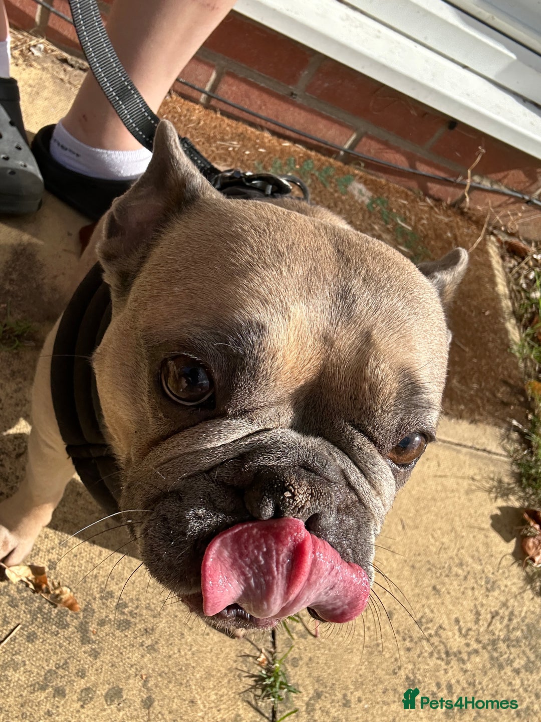 French Bulldog dogs for sale: French bulldog girl for rehome - Advert 3