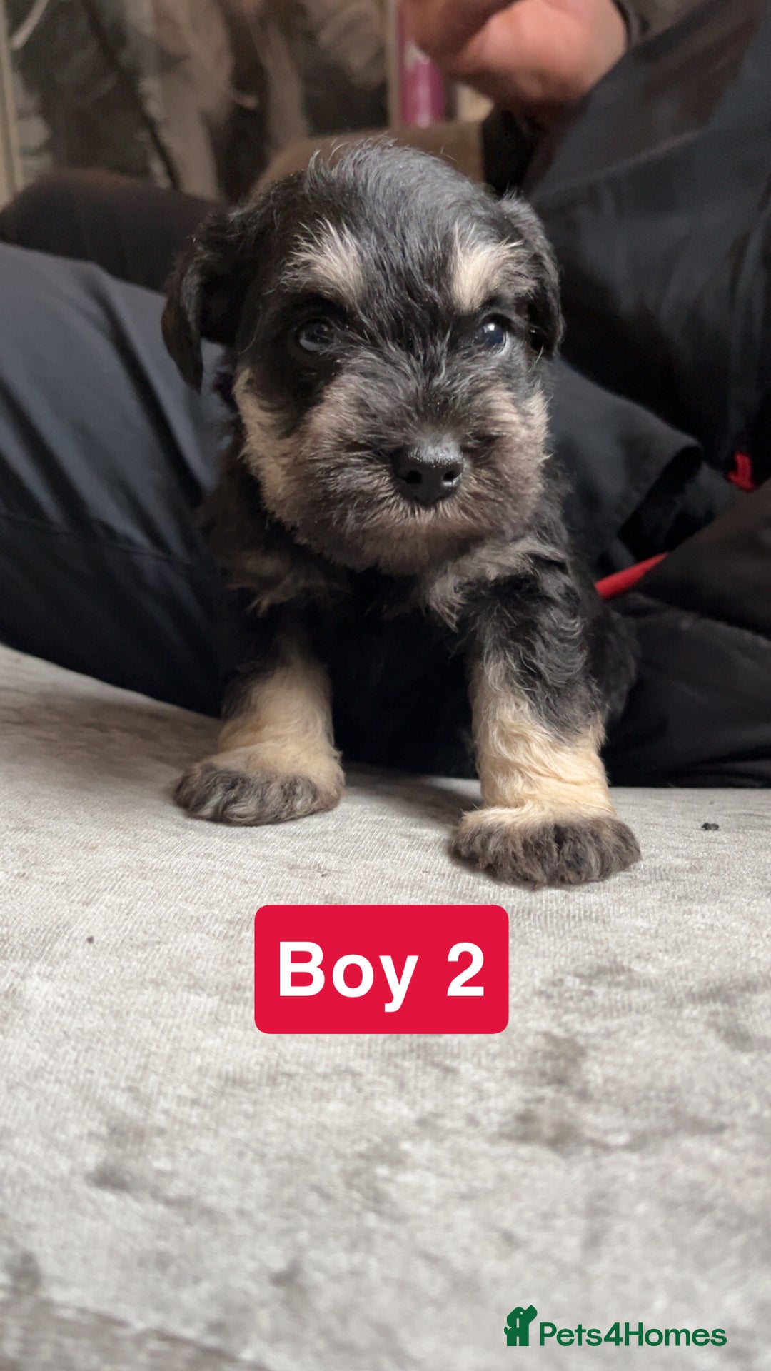 Miniature Schnauzer dogs for sale: Miniature Schnauzer Puppies - Image 7