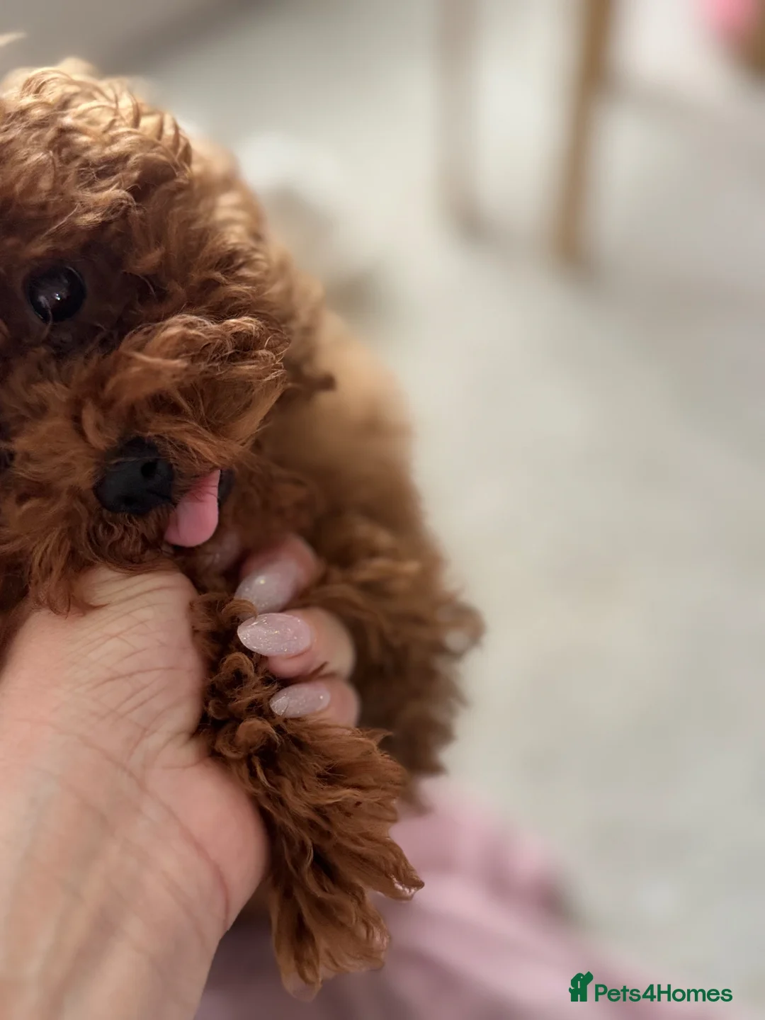 Toy Poodle dogs for sale: Teddy face Asian girl  - Advert 2
