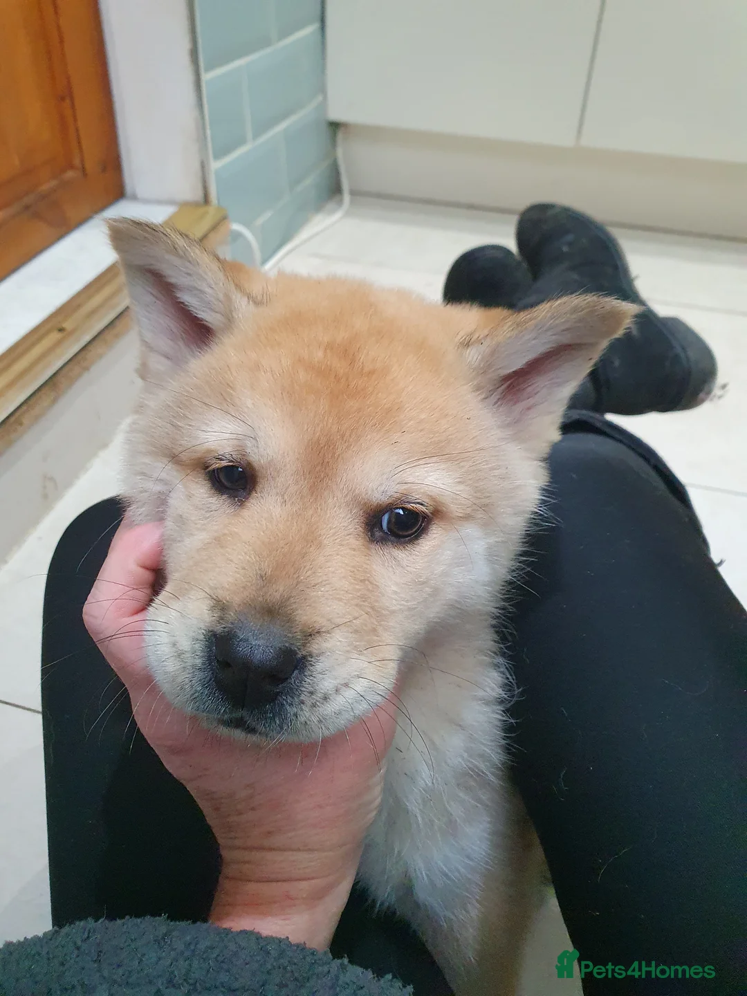 Mixed Breed dogs for sale: Last 3  pupies now £600 Chow Chow dad husky mum - Advert 8