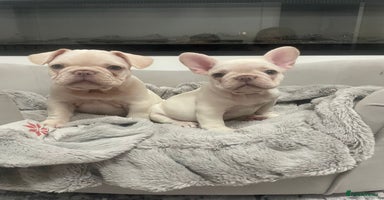 French Bulldog dogs - Advert 12