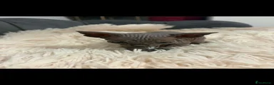 Sphynx 2 girl