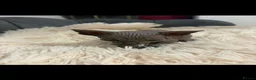 Sphynx cats for sale: Sphyx kittens  - Advert 4