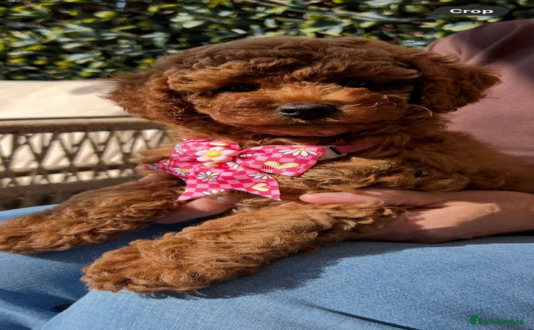 Cavapoo dogs - Advert 8