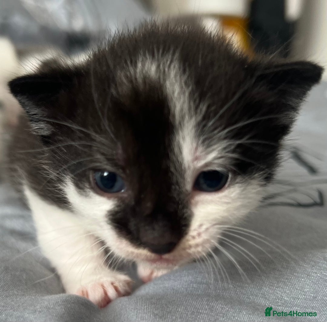 Mixed Breed cats for sale: ❤️*Blue/white & black/white friendly kittens*❤️ - Image 34