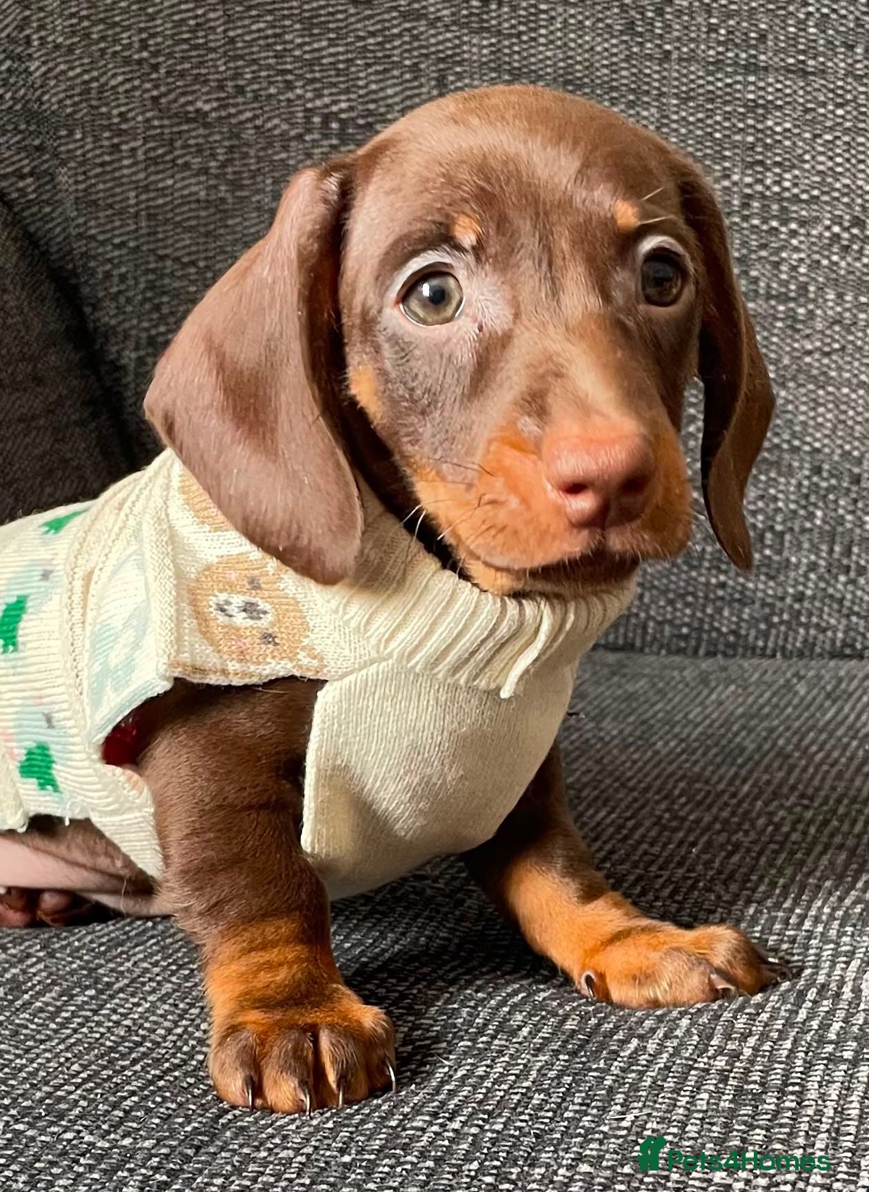 Dachshund dogs Gorgeous litter of dachshunds - Advert 18