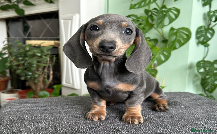 Dachshund dogs - Advert 1