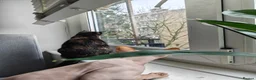 Sphynx cats for sale: Loving 4-Year-Old Neutered Sphynx in London - Advert 6