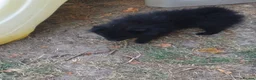 Pomeranian dogs for sale: Pomeranian puppies ready now - Advert 34