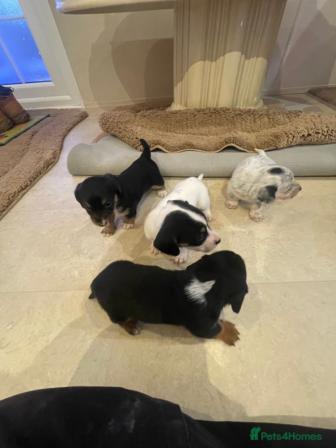 Mixed Breed dogs for sale: Sealyham terrier cross jack russel terrier  - Advert 5
