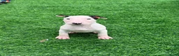 English Bull Terrier dogs for sale: Stunning English bull terrier puppies for sale  - Advert 19