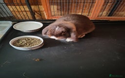 Mini Lop rabbits for sale: Mini lops - Image 14