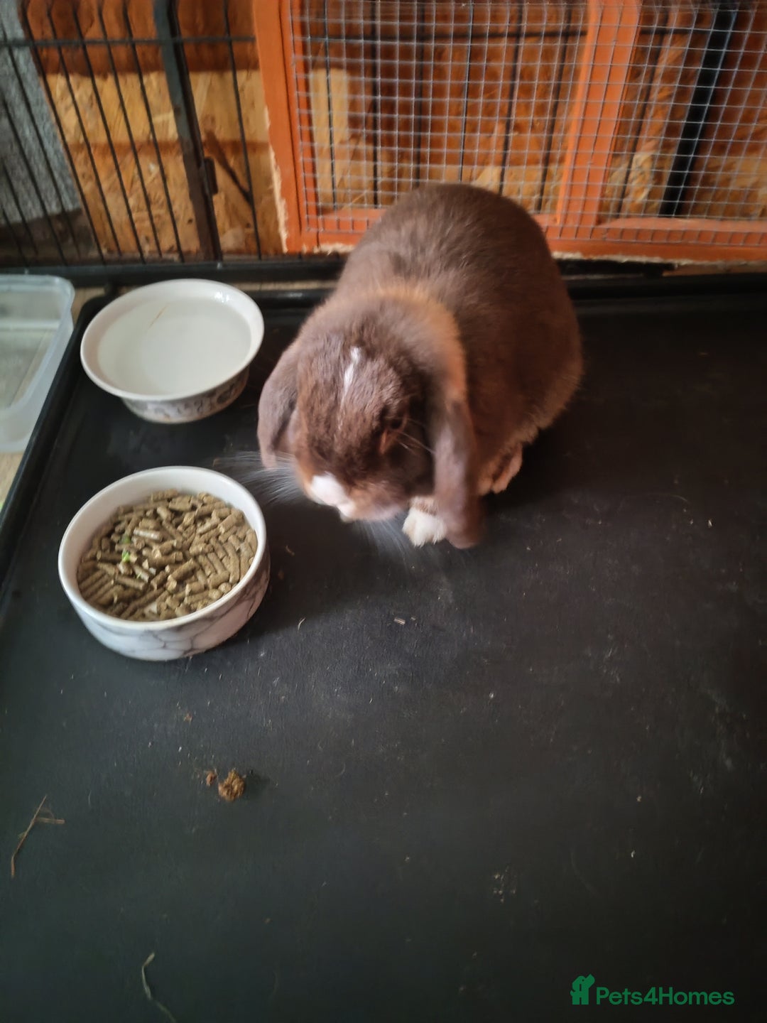 Mini Lop rabbits for sale: Mini lops - Image 14