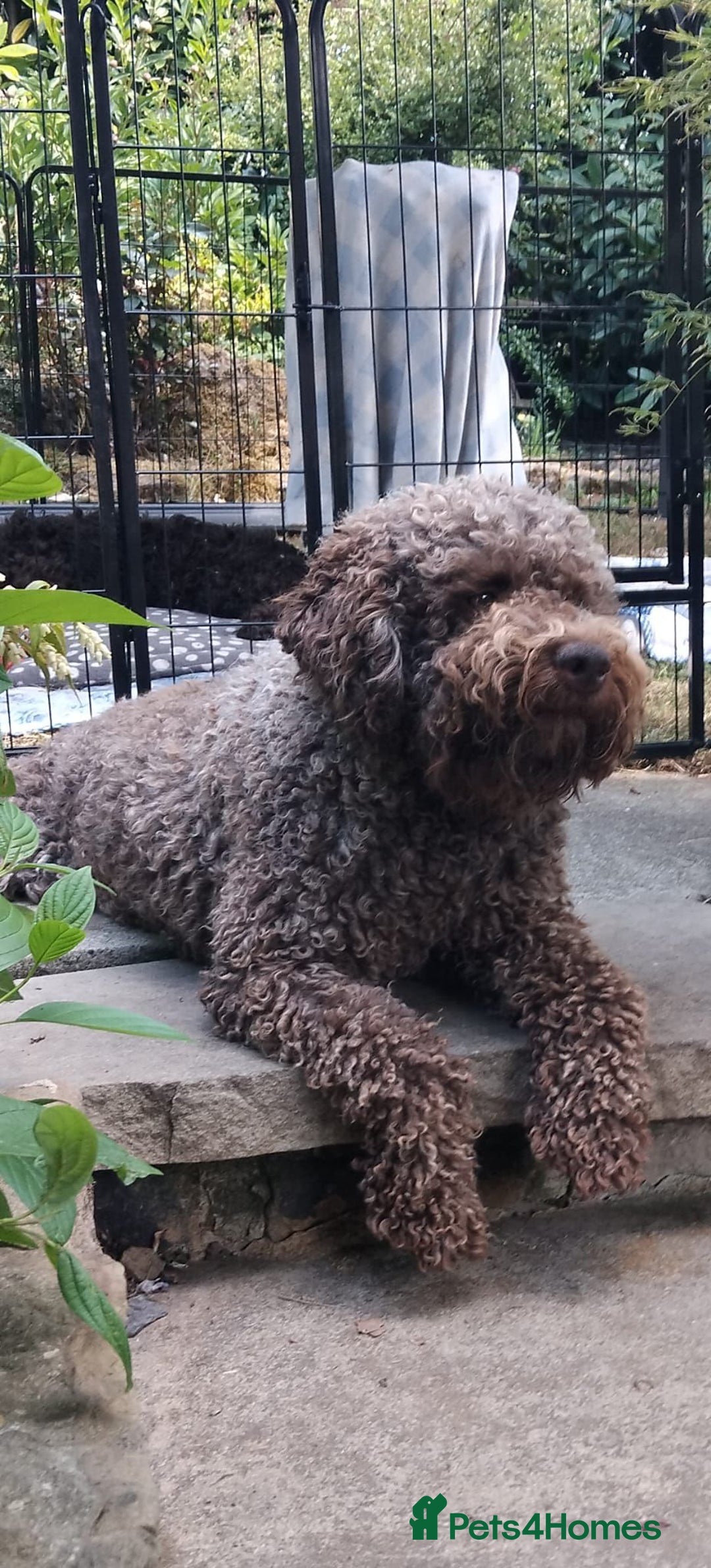 Lagotto Romagnolo dogs for sale: Lagotto Romagnolo Pups – Family raised environment - Advert 4