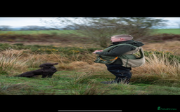 Cocker Spaniel dogs for sale: Carefully bred Kc FTW sired cocker spaniel pups,  - Image 11