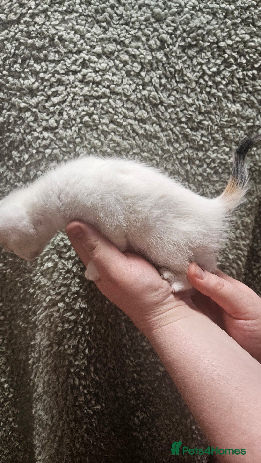 Mixed Breed cats for sale: Kittens  - Advert 2