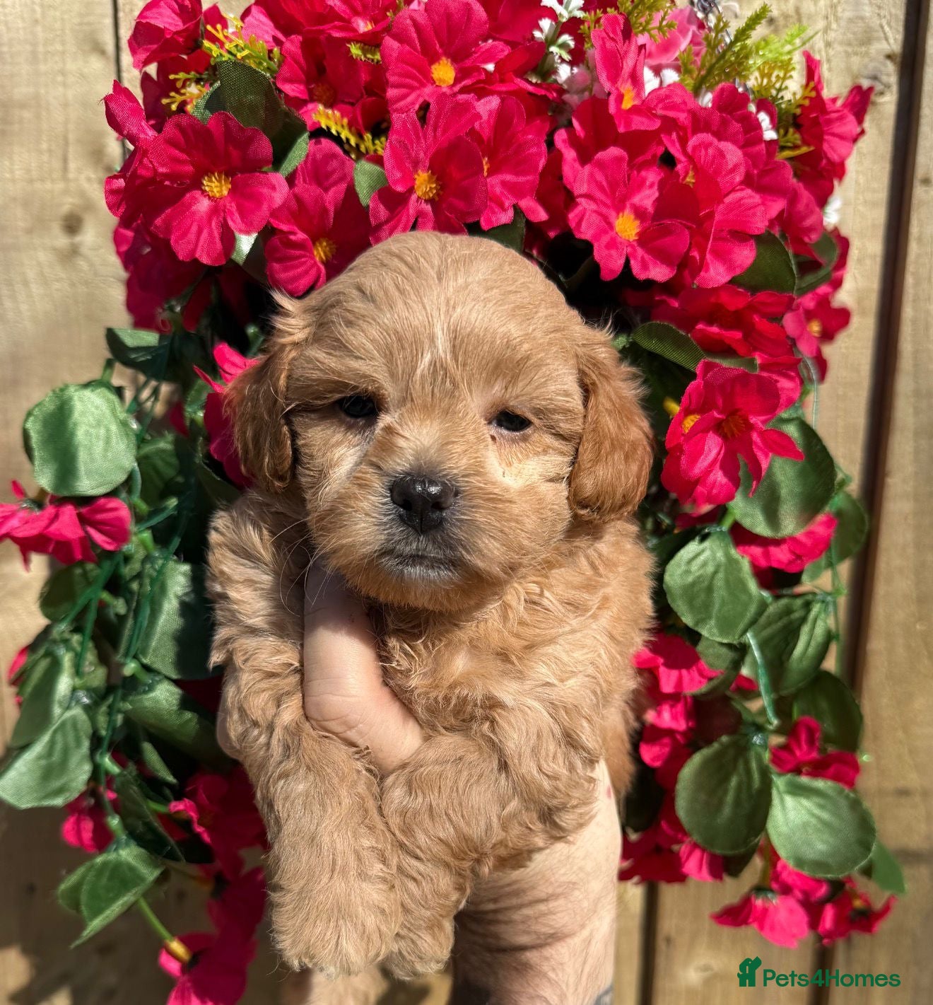 Shihpoo dogs Stunning F1 Shihpoo Puppies - Advert 1