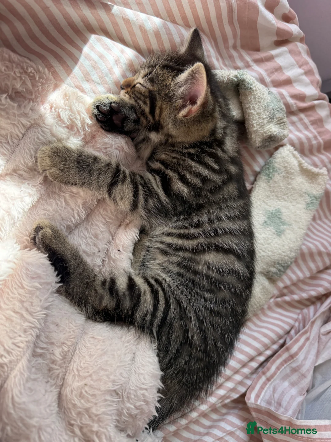 Mixed Breed cats for sale: 2 Male Tabby Kittens in Newport Pagnell - Advert 6