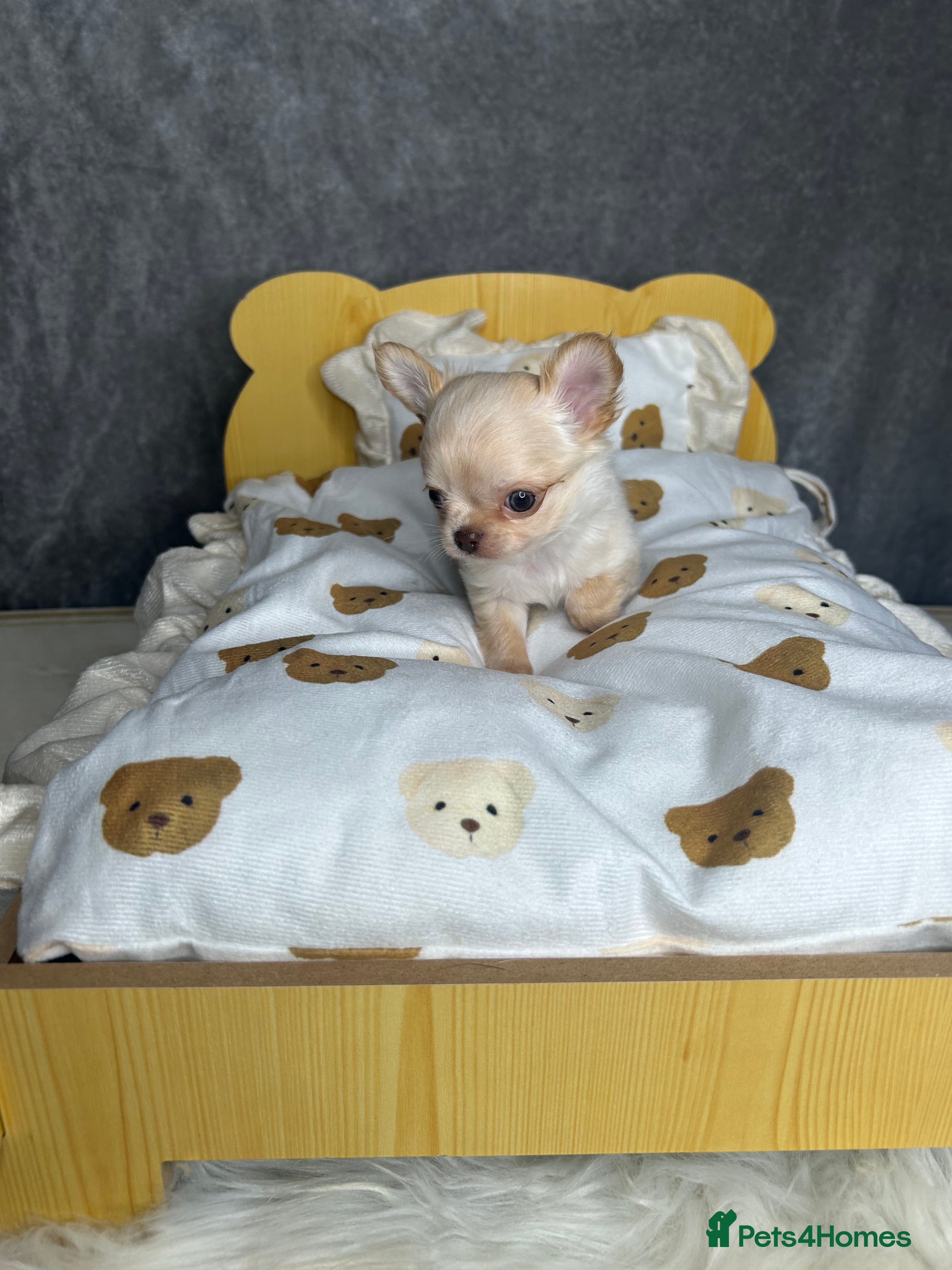 Chihuahua dogs 3 beautiful cream Chihuahua boys  - Advert 4