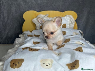 Chihuahua dogs 3 beautiful cream Chihuahua boys - Advert 4