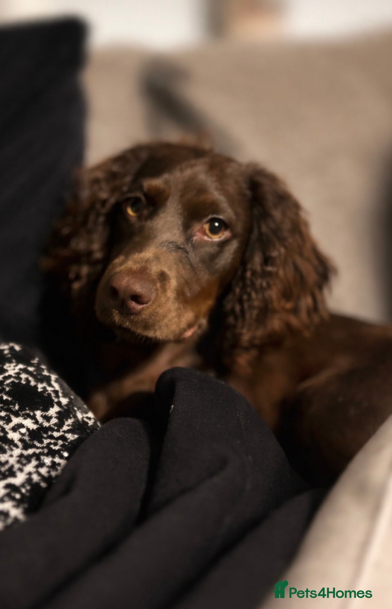 Cocker Spaniel dogs 8 month old cocker spaniel  - Advert 1