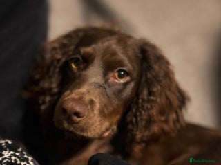 Cocker Spaniel dogs 8 month old cocker spaniel - Advert 18