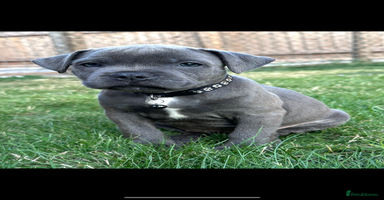 Staffordshire Bull Terrier dogs - Advert 10