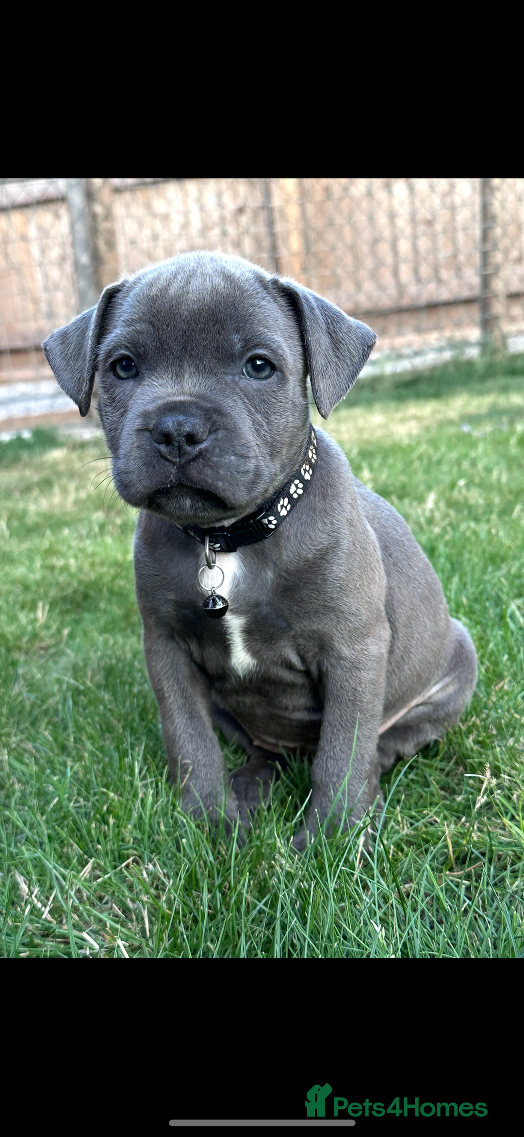 Staffordshire Bull Terrier dogs for sale: Blue Staffordshire bull terrier  - Image 3