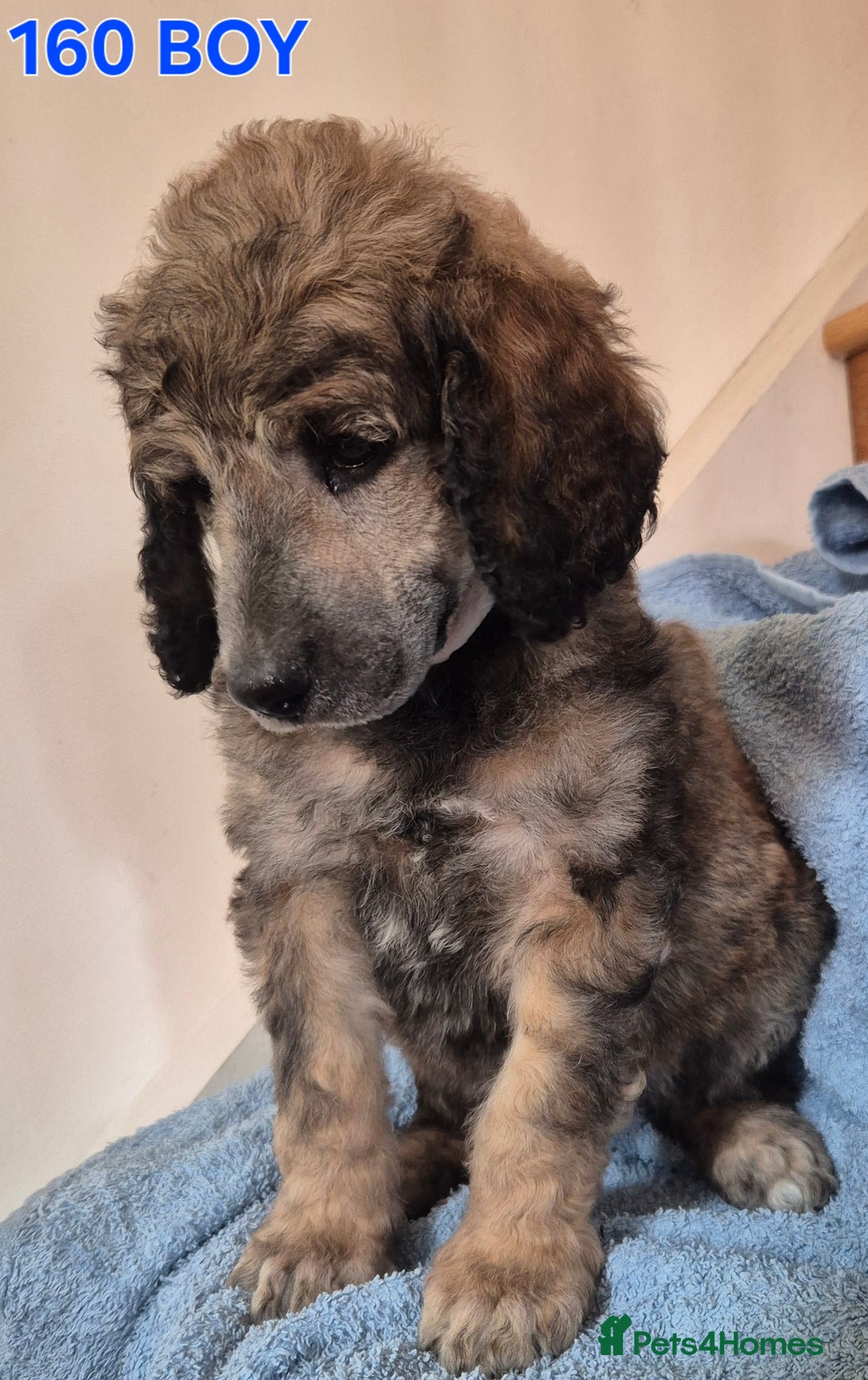 Standard Poodle dogs for sale: KC reg Brown Parti & phantom Standard Poodle pups - Image 10