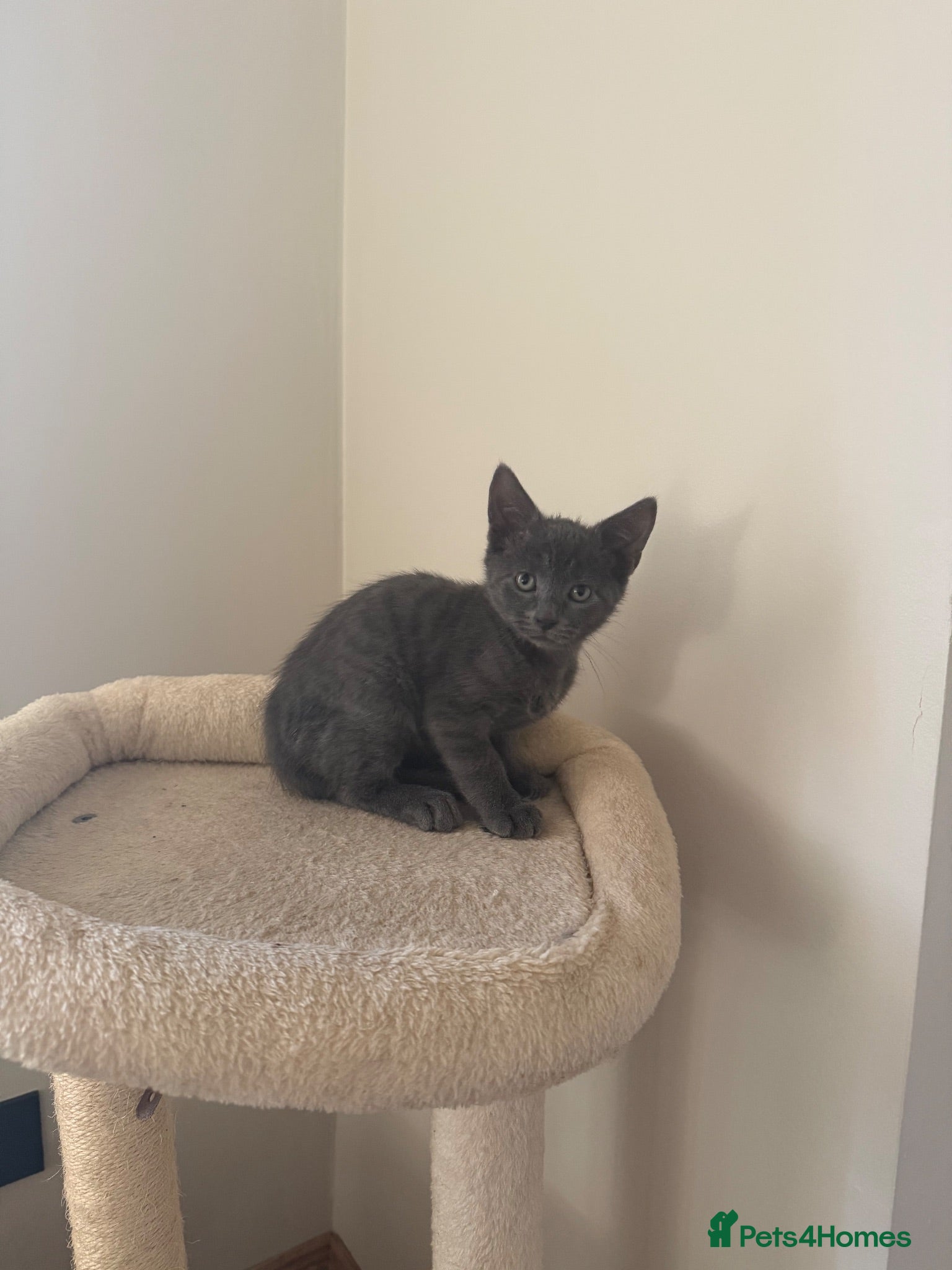 Mixed Breed cats Beautiful grey male kitten for sale  - Advert 4