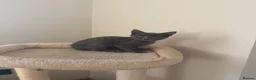 Mixed Breed cats for sale: Beautiful grey male kitten for sale  - Advert 1