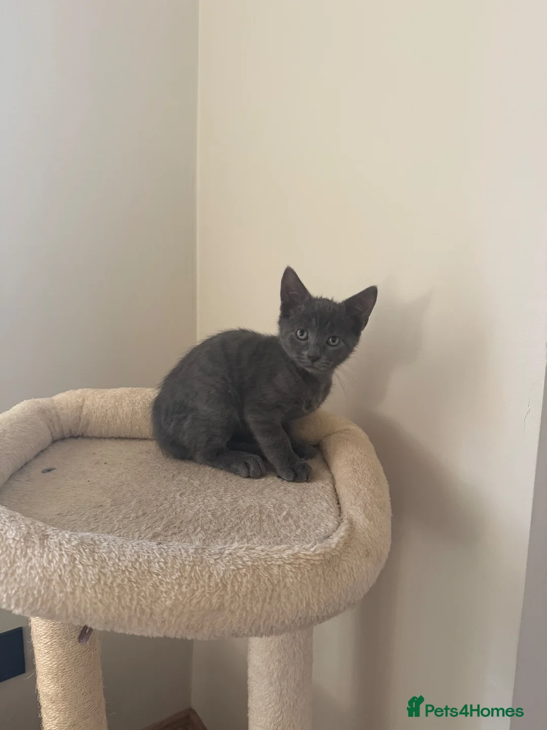 Mixed Breed cats for sale: Beautiful grey male kitten for sale  - Advert 1
