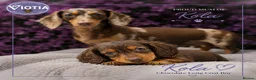 Dachshund dogs for sale: Stunning kc reg miniature dachshunds  in Castle Douglas - Advert 5