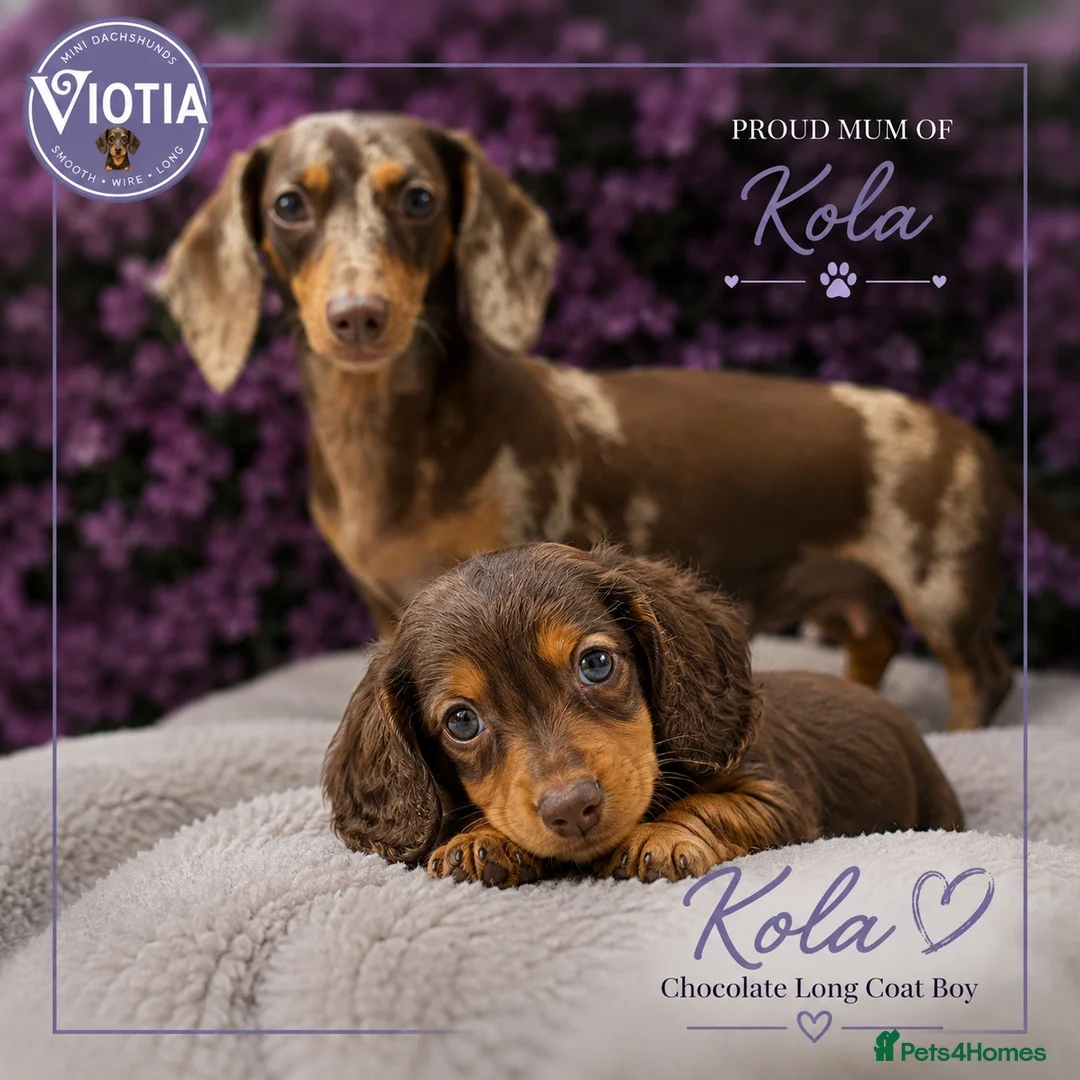 Dachshund dogs for sale: Stunning kc reg miniature dachshunds  in Castle Douglas - Advert 5