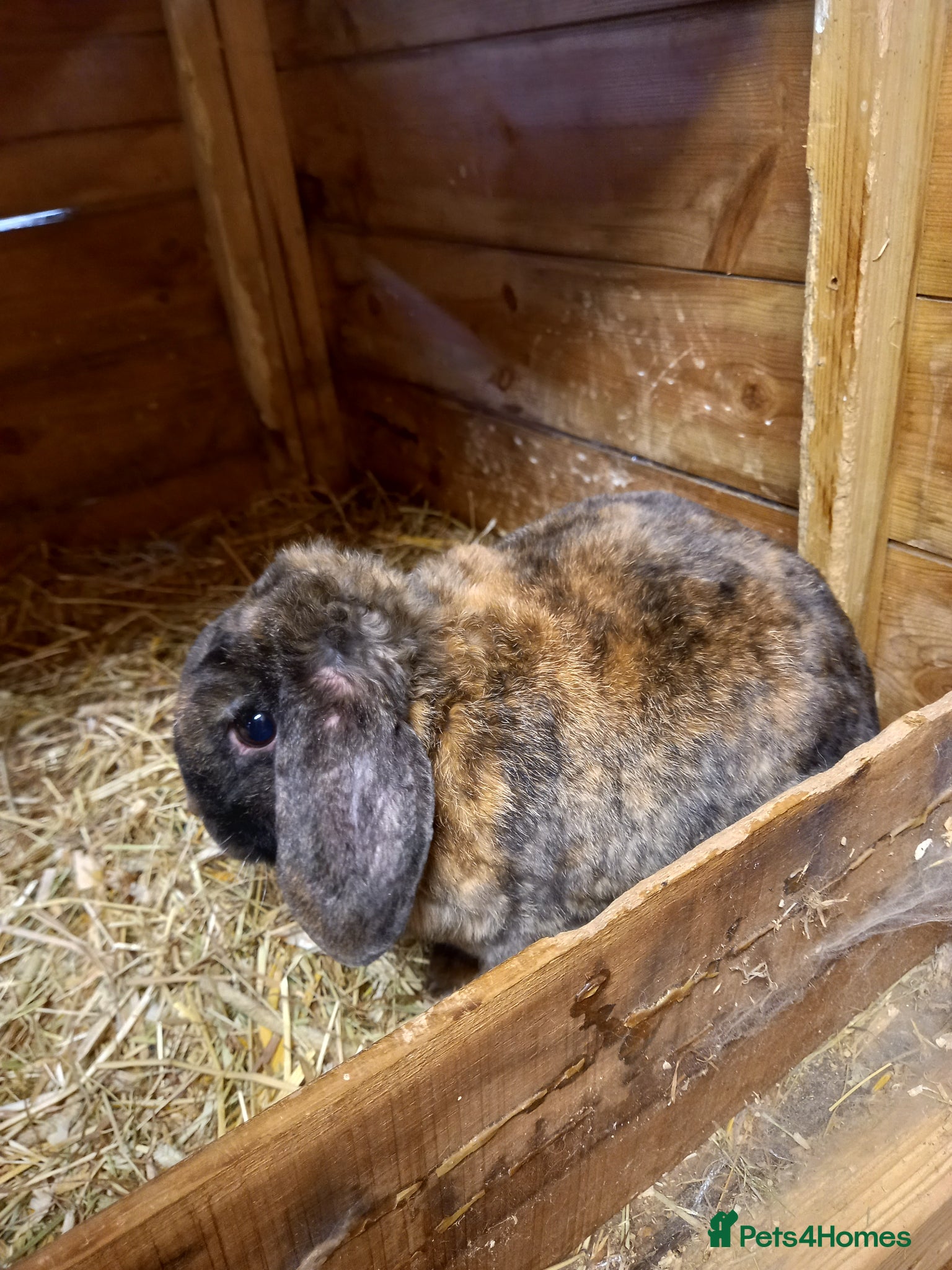Mini Lop rabbits for sale: Mini plush lops - Advert 6