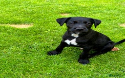 Patterjack dogs for sale:  🐾 Patterdale x Jack Russell Puppies 🐾 - Image 1