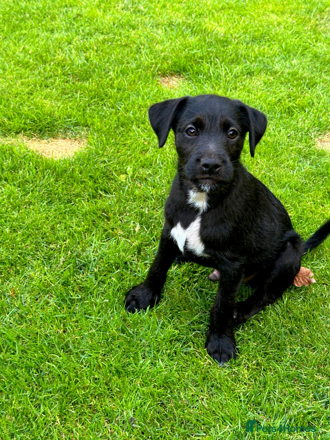 Patterjack dogs for sale:  🐾 Patterdale x Jack Russell Puppies 🐾 - Image 1