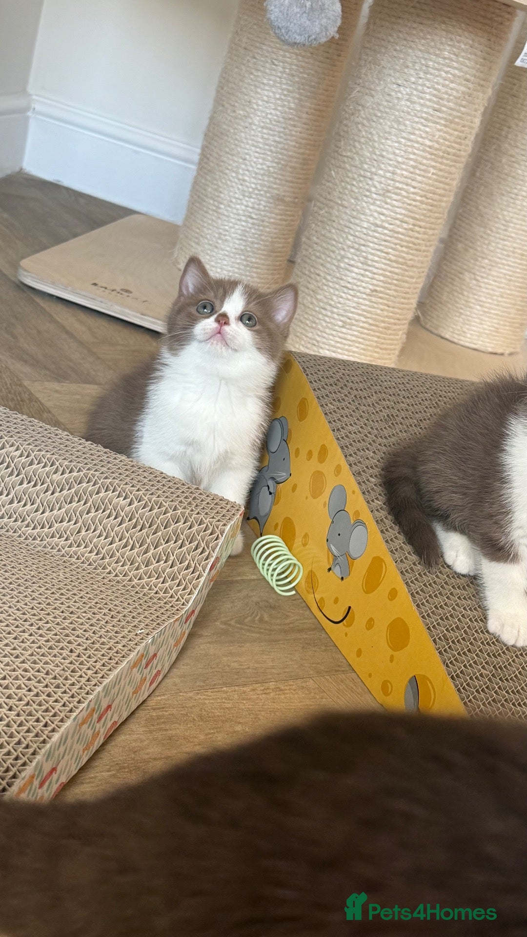 British Shorthair cats GCCF REG BSH - CHOCOLATE BI & CINNAMON BI KITTENS - Advert 1