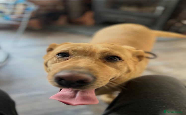 Labrador Retriever dogs - Advert 2