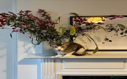 Mixed Breed cats for sale: Seven Tiny Adventures Waiting for Their Families - Advert 1