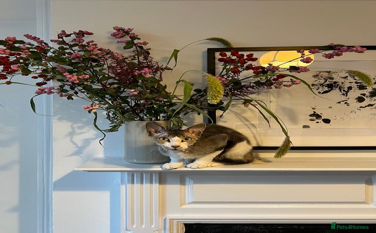 Mixed Breed cats Seven Tiny Adventures Waiting for Their Families - Advert 1