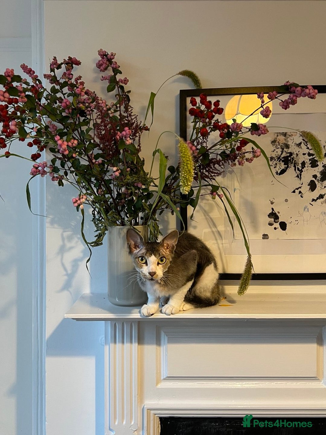 Mixed Breed cats for sale: Seven Tiny Adventures Waiting for Their Families - Advert 1