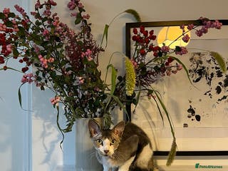 Mixed Breed cats Seven Tiny Adventures Waiting for Their Families - Advert 8