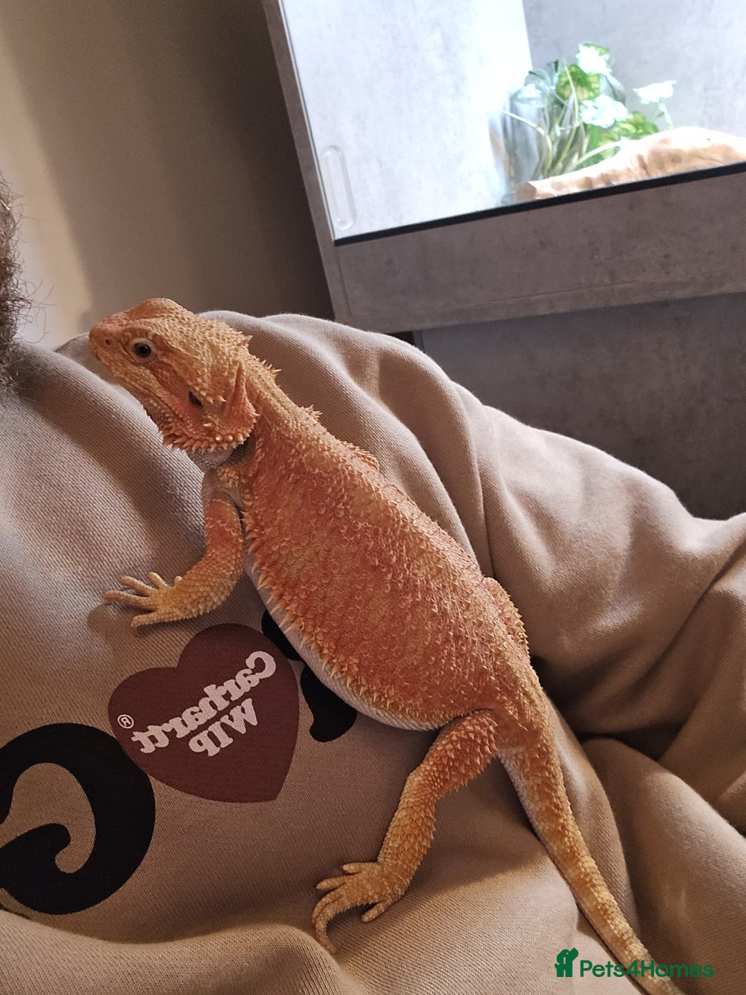 Bearded Dragon reptiles for sale: Bearded Dragon with custom made vivarium  - Advert 1