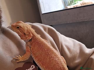 Bearded Dragon reptiles Bearded Dragon with custom made vivarium - Advert 2