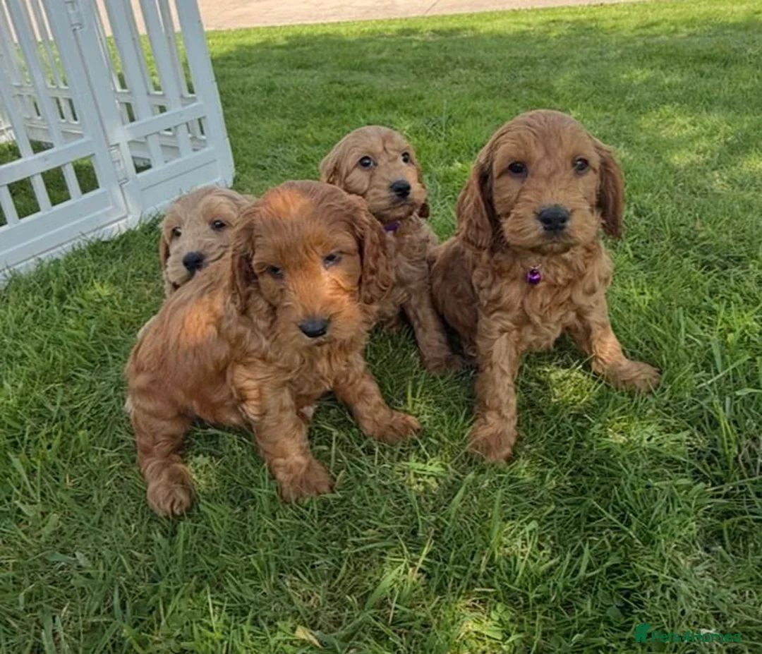Cockapoo dogs for sale: Quality Cockapoo Puppies - Advert 1