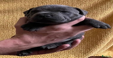 Staffordshire Bull Terrier dogs - Advert 16