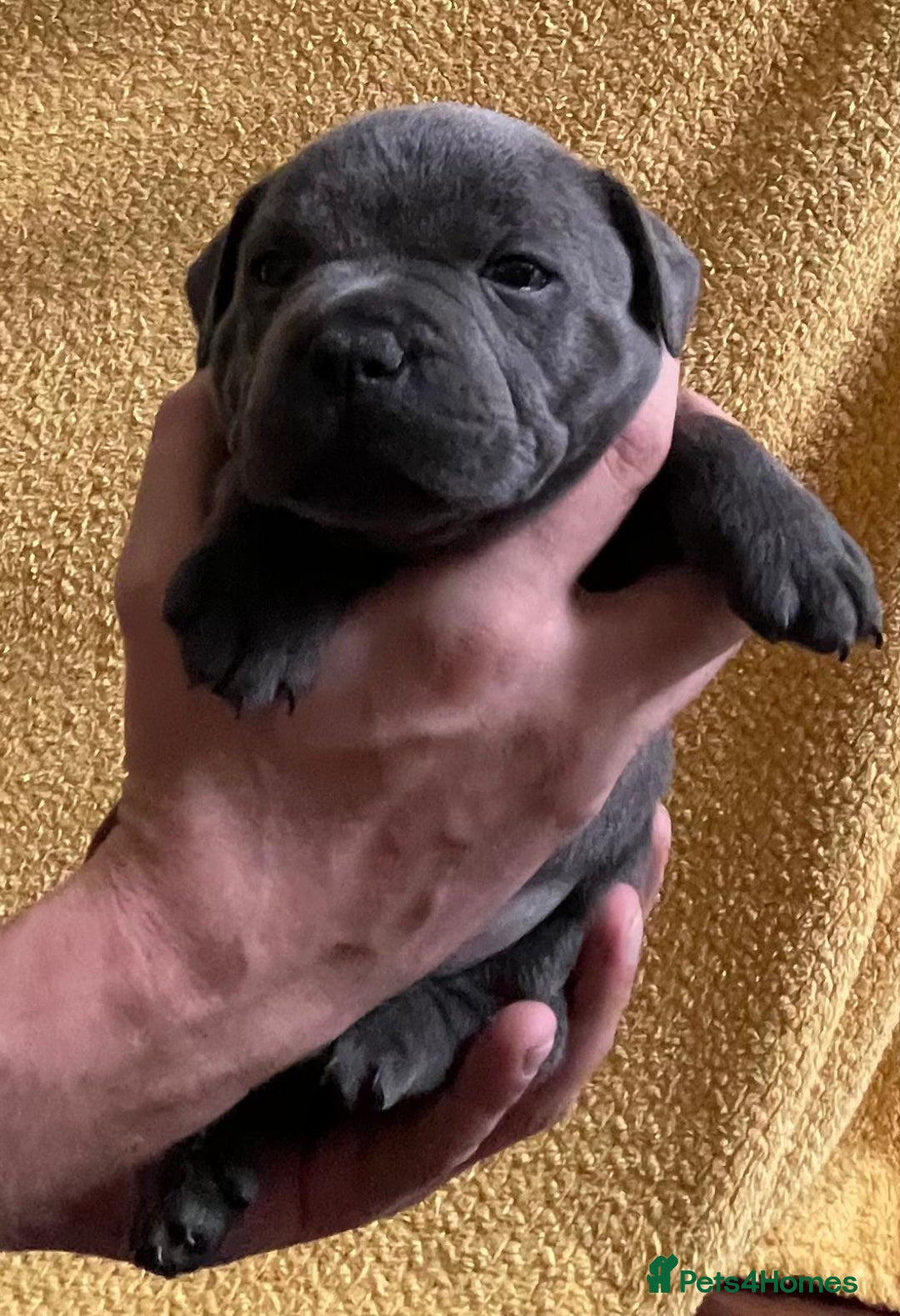 Staffordshire Bull Terrier dogs for sale: Beautiful Blue Champion Staffy Pups - Image 3